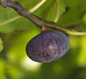 Figuier Bourjassotte noire : figue d'automne