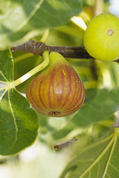 Figuier Madeleine des deux saisons : figue fleur