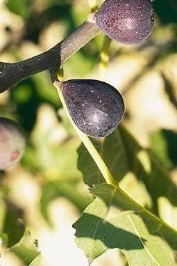 Figuier Negronne : figue d'automne