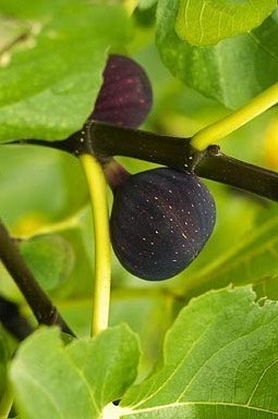 Figuier Noire de Barbentane : figue d'automne