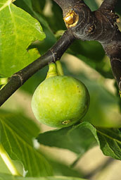 Figuier Sucre vert : figue d'automne