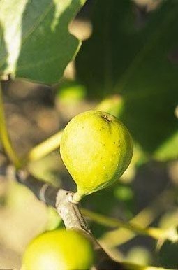 Figuier Tena : figue d'automne