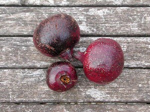 Grenadier  fruits noirs