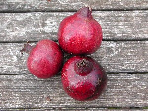 Grenadier  fruits violets