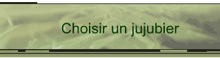 Choisir un jujubier