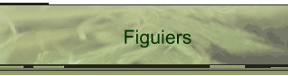 Figuiers