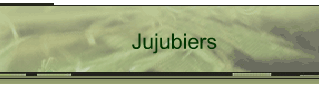 Jujubiers
